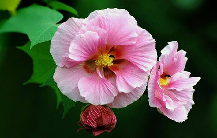 花开诗话：芙蓉花