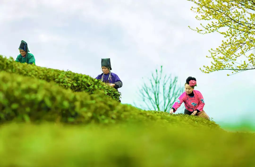 清凉丹寨，度假天堂！这篇深度攻略来者必备