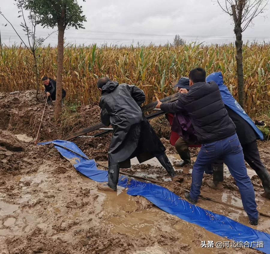 抢收进行时｜加快秋收进程 衡水多措并举解决机收难题