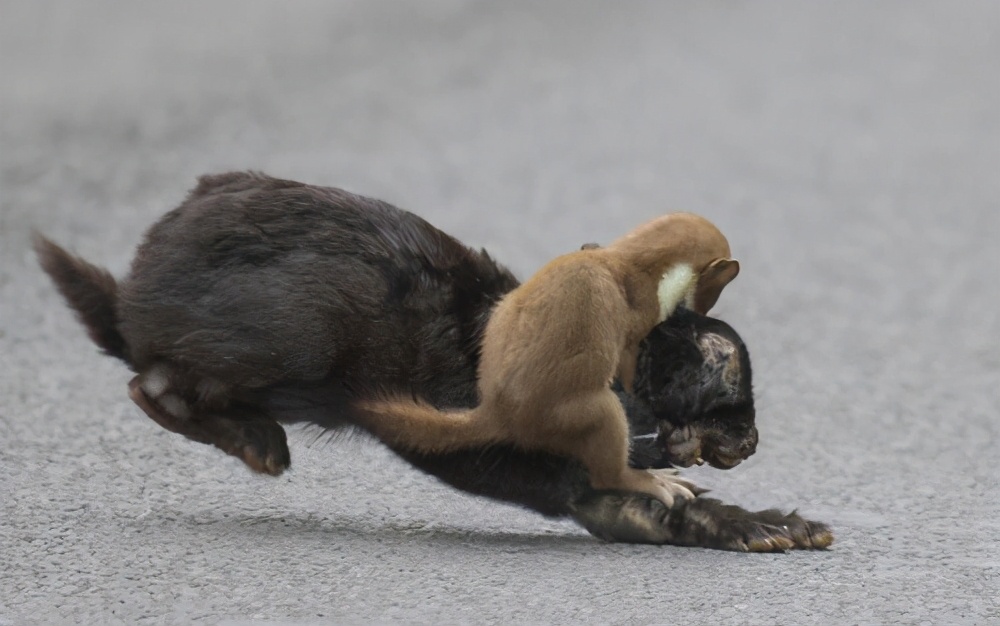 猫能够打败黄鼠狼？当猫霸遇上黄大仙谁才是最终的赢家？