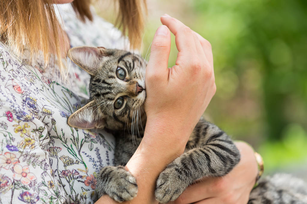 被猫抓了怎么办 被猫咬伤会得狂犬病吗？