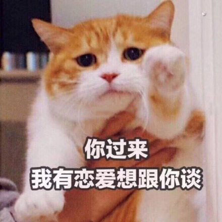 猫咪表情包我这个小可爱你什么时候领我回家呀