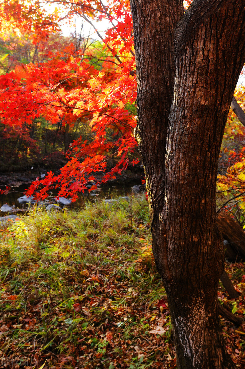 秋天最美的风景图片图片