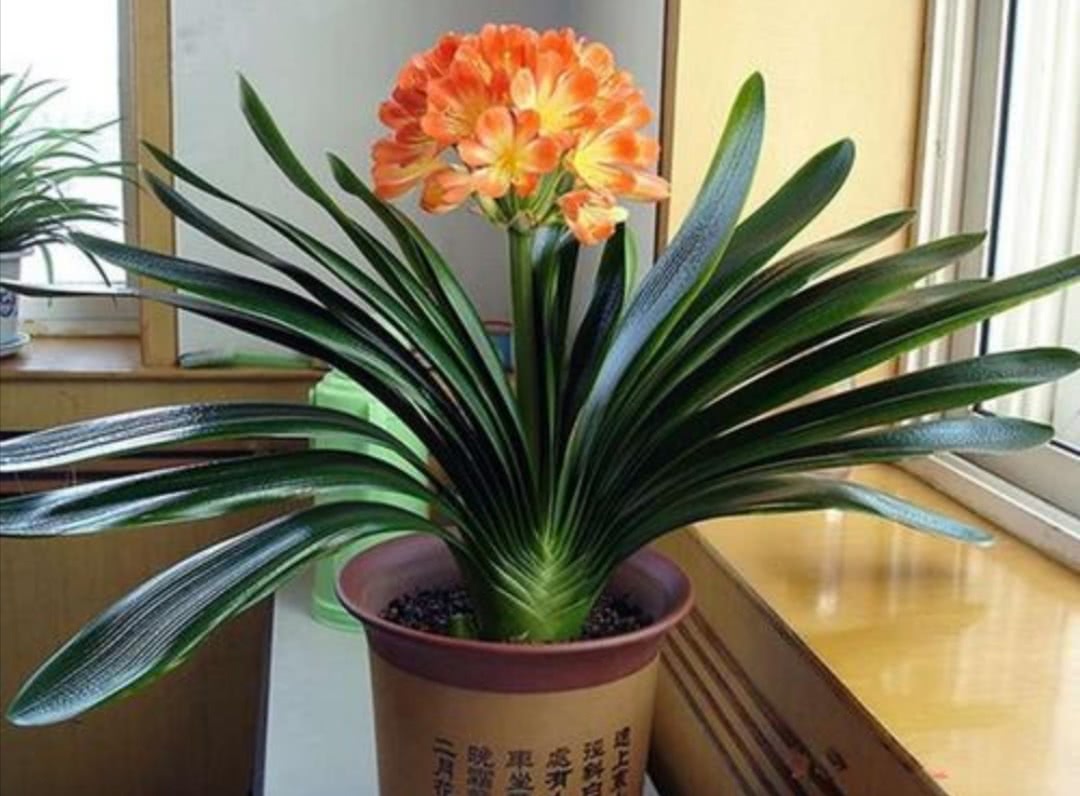 10种健康花，适合养客厅，吉祥有品味，关键个个都是净化高手