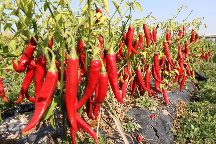 火红辣椒喜丰收 红火日子有盼头-玉泉区-内蒙古新闻网