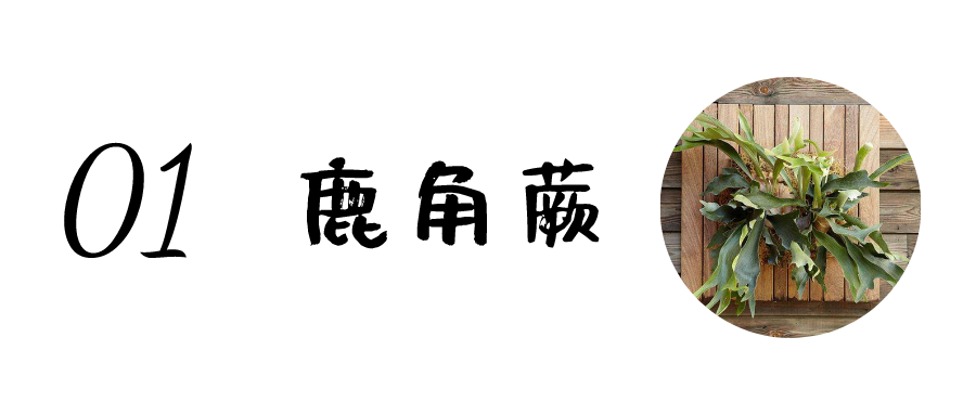 朋友搬家送什么礼物好 乔迁新居送什么（朋友搬家送什么礼物好实用）
