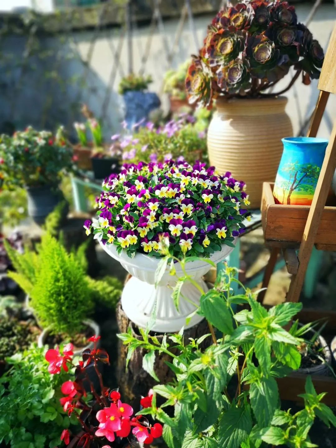 海妈花园访问｜想种花没地方？重庆小学老师在学校楼顶造了座花园