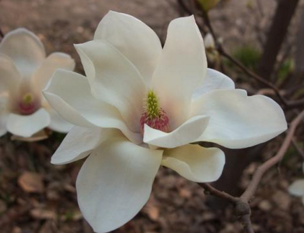 木兰花代表什么意思,勇敢无畏优雅大方