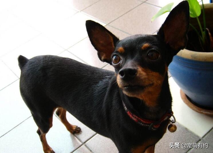 鹿犬和吉娃娃,鹿犬和吉娃娃的區別