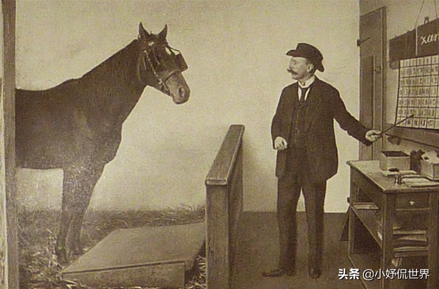 猪可是一点都不笨！一起看看拥有惊人智商的7种非常聪明的动物
