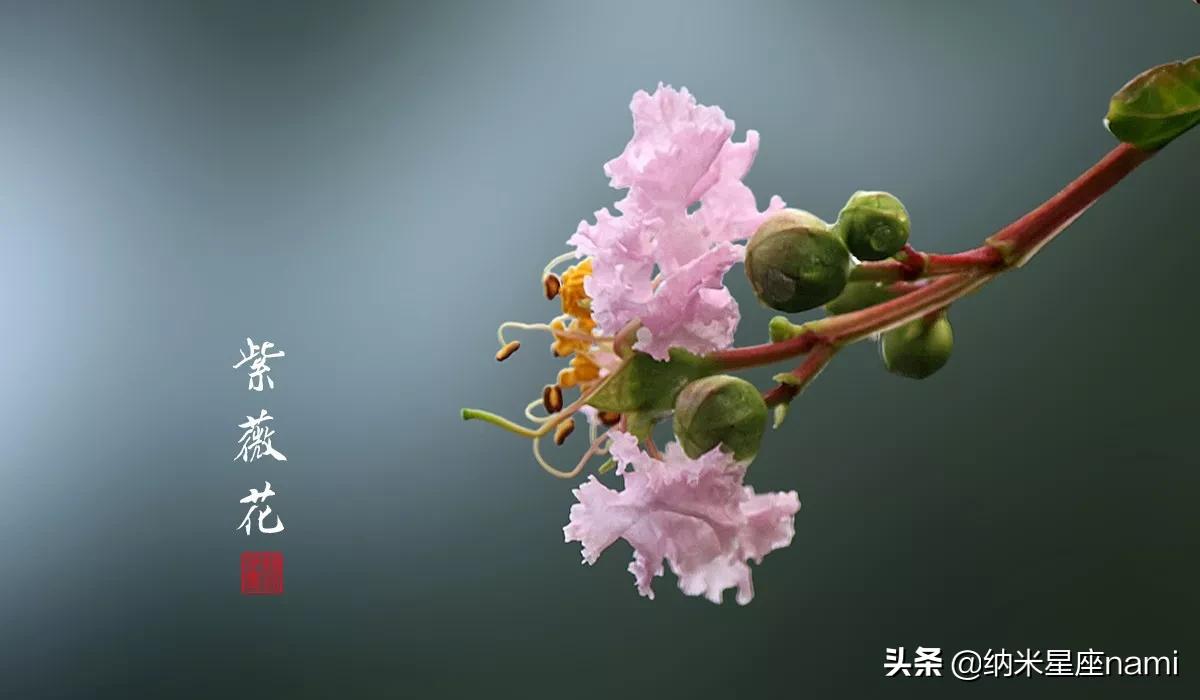 双子座专属守护花,能为双子座带来好运的花朵有哪些?