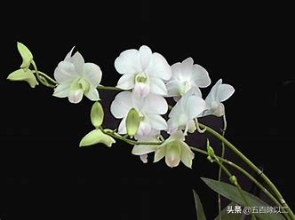 空谷幽兰，屈原的十句关于兰花的诗句，美极了