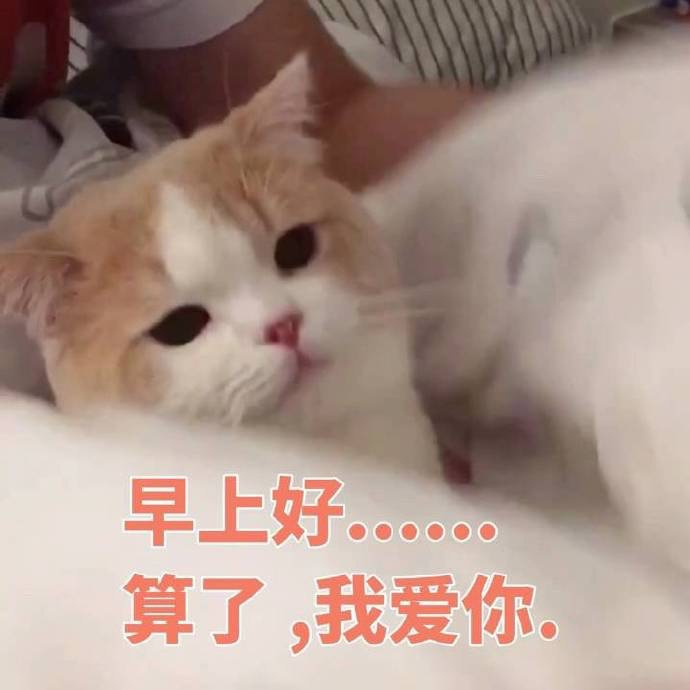 猫咪表情包合集｜早上好，算了，我爱你