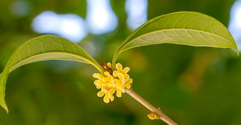 桂花 诗词(浓香满衣袂 不觉桂花开，十五首桂花的诗词，桂花香，秋意浓)