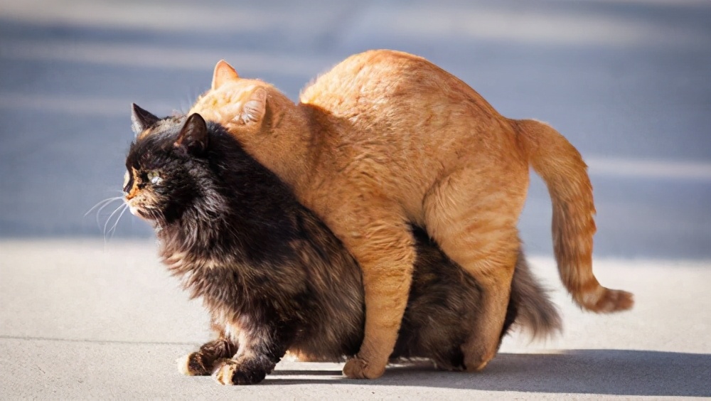 如果猫咪不做绝育的话，7年后会有什么变化？