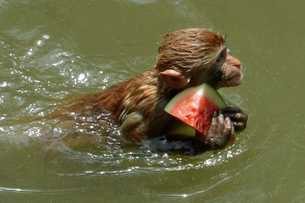 老人常说的“水猴子”是什么？真是水鬼找人顶命？到底什么来头？