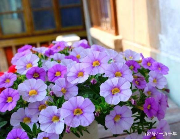 20种最适合春天种的花,好看、好闻、好养---总有一款适合你