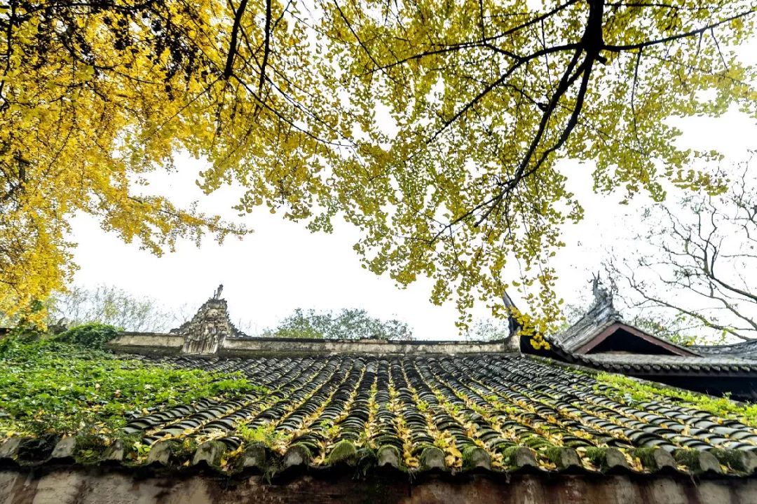 银杏黄了！重庆主城赏银杏好去处大盘点！公交轻轨直达