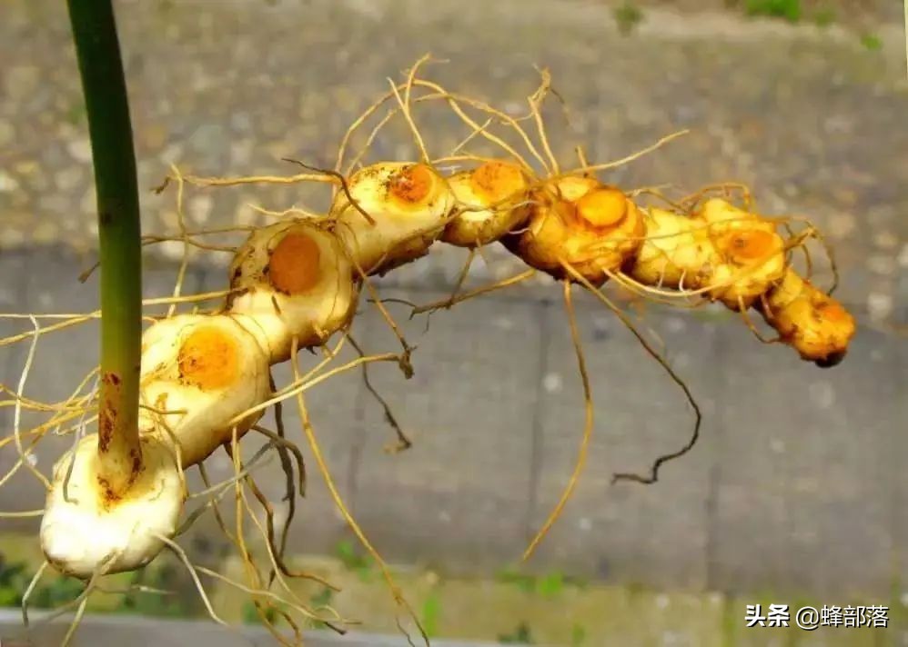 黄精药食两用功能强大，为什么种植很少？良莠不齐，3招辨品质