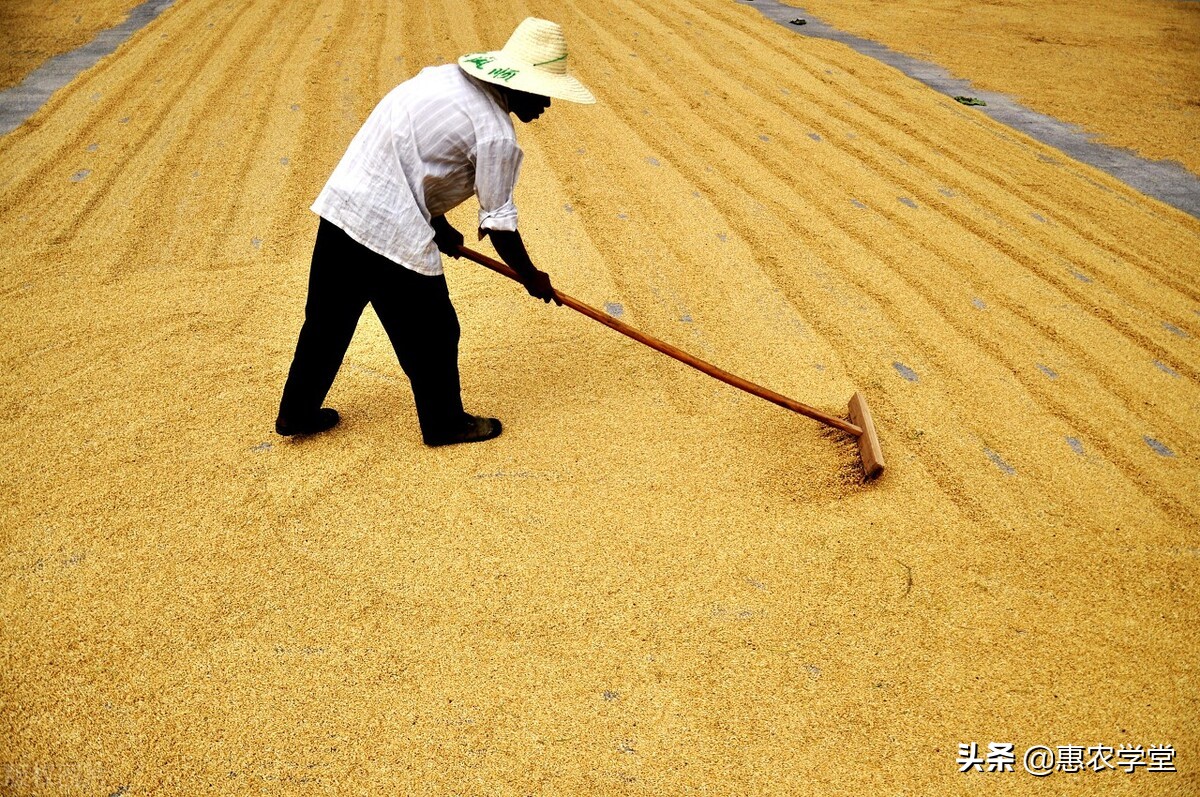 稻谷目前多少钱一斤？为什么今年这么低？2021稻谷价格最新行情