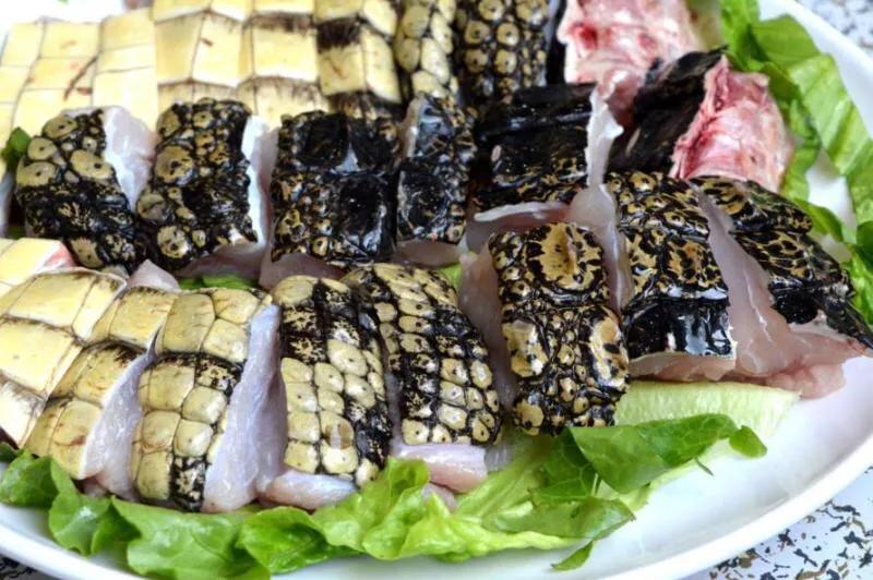 鱷魚(yú)可以吃嗎,鱷魚(yú)可以吃嗎?違法嗎?