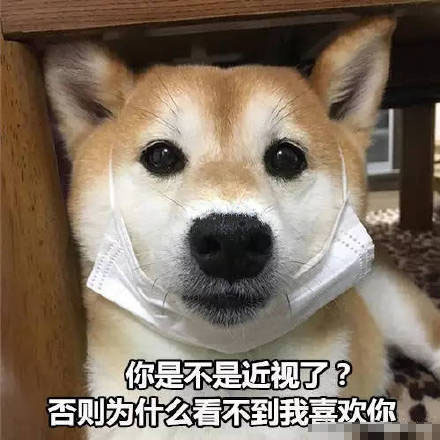 柴犬贱贱表情包18张