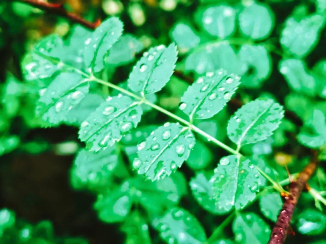 8首最美的春雨诗词，春雨润万物，人间朝气生