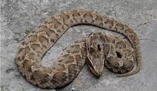 蛇的品种大全108种图片(自然界中你惹不起的蛇类) - 赤虎壹号