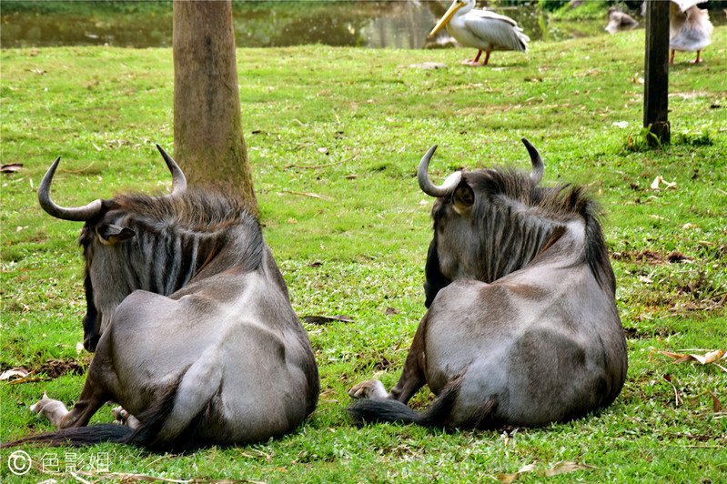 三天三夜欢乐长隆之旅（附攻略）