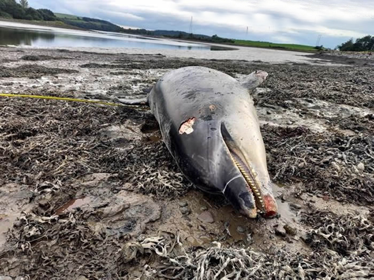 海豚与人互动成网红,三周后陈尸岸边,如何避免此类事件频繁发生