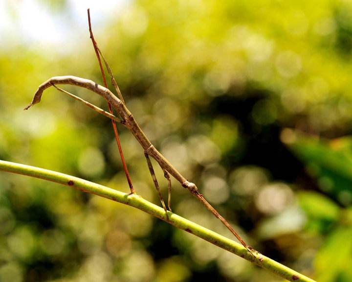 竹节虫有毒吗图片
