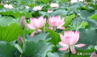 出淤泥而不染，濯清涟而不妖——咏荷颂其高洁风韵