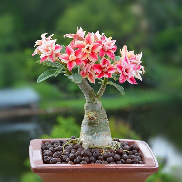 人养花，花亦滋养着人！100种室内盆栽花草图鉴，有您喜欢的吗？