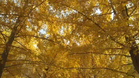 北京语言大学：增“网络与新媒体”专业，两隔年招生专业今年复招