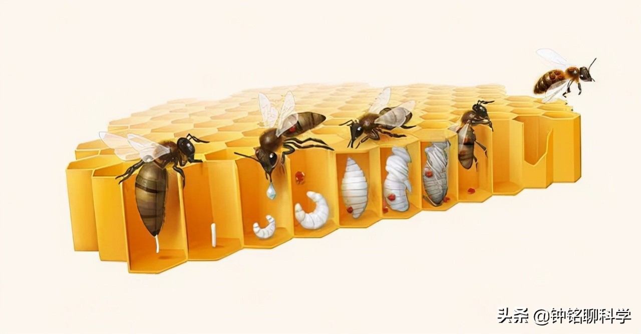 一妻多夫制的蜜蜂，为何边飞边交配，雄性交配完为何就会死亡？