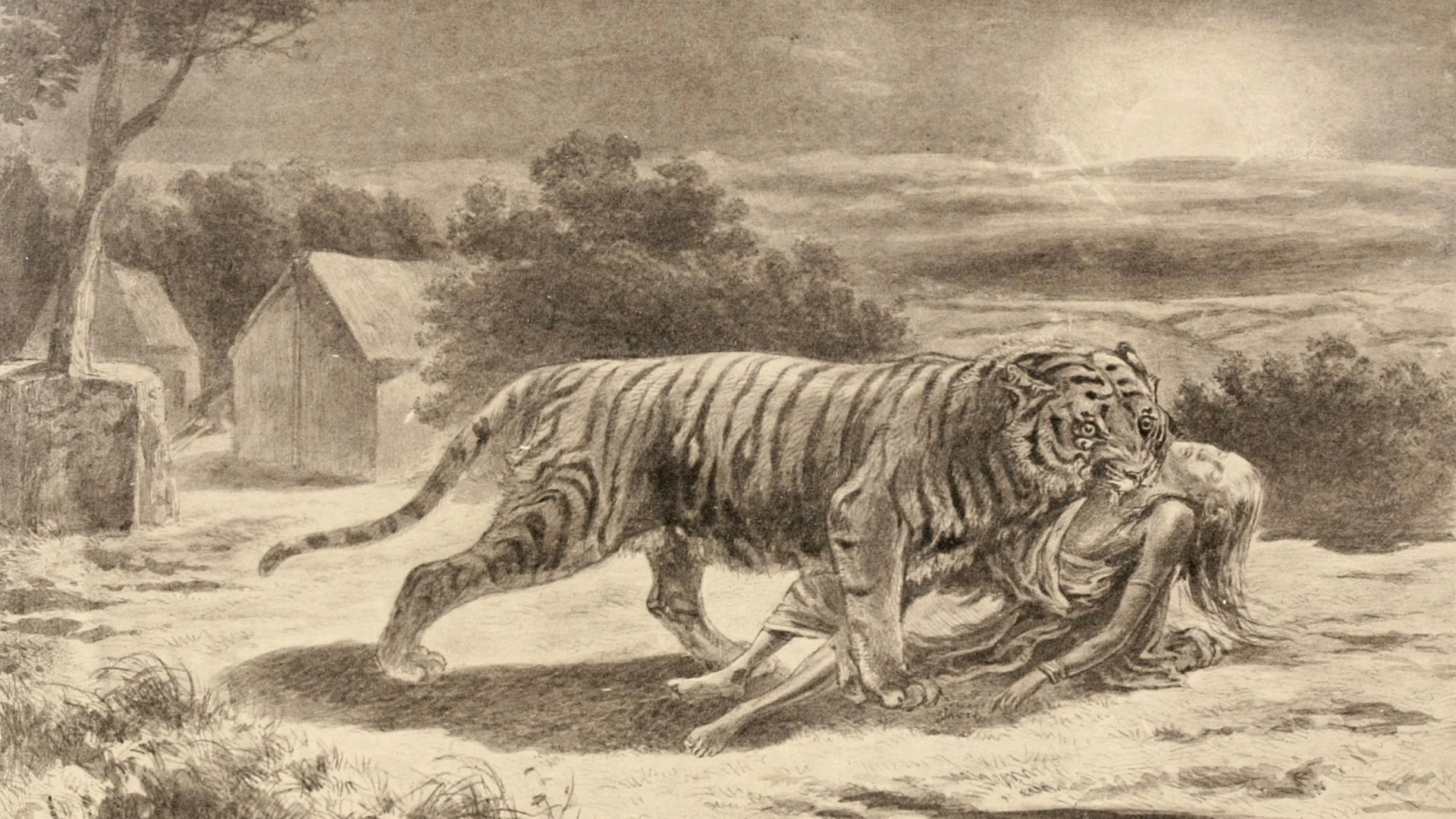 1,玛琪莉(machli)也许没有必要介绍这位伟大的印度母老虎女王玛琪莉