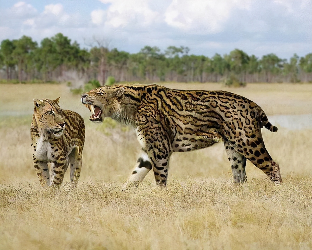 盘点10种最强大的史前猫科动物,洞狮仅排第7,多数能秒杀东北虎