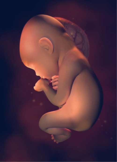 十张图带你看看,孕晚期时,宝宝在妈妈肚子里是怎样发育的