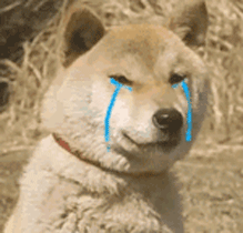 博士申请你可别忘了语言成绩！各国申博雅思成绩要求汇总来了！