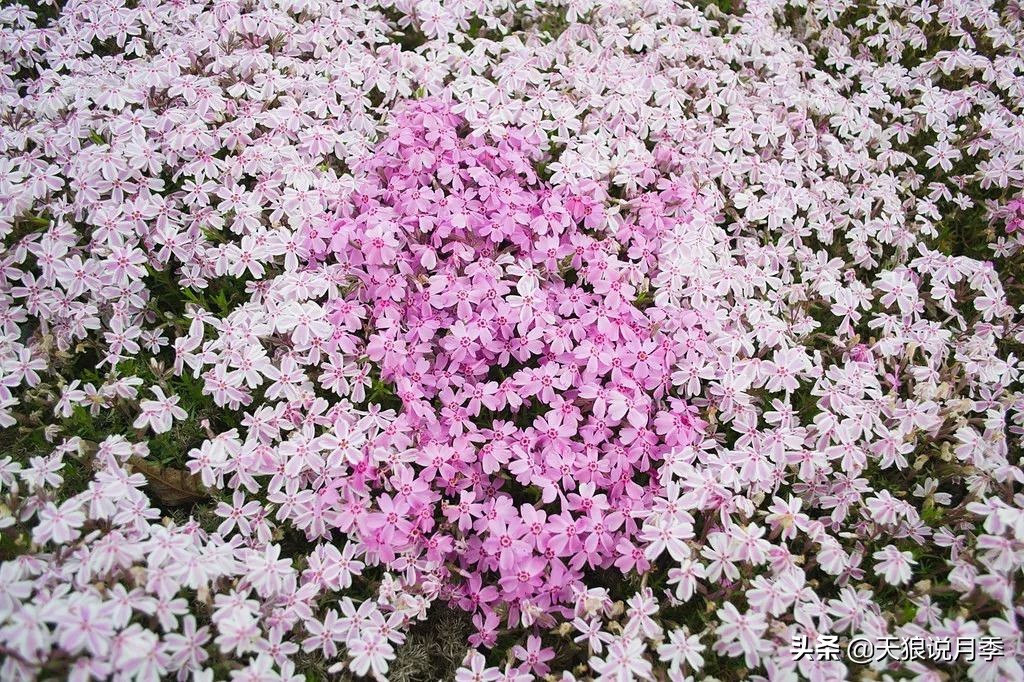 魔力鸟怕冷吗(再问一次，世界上到底有没有，易上手又能开爆的植物？)