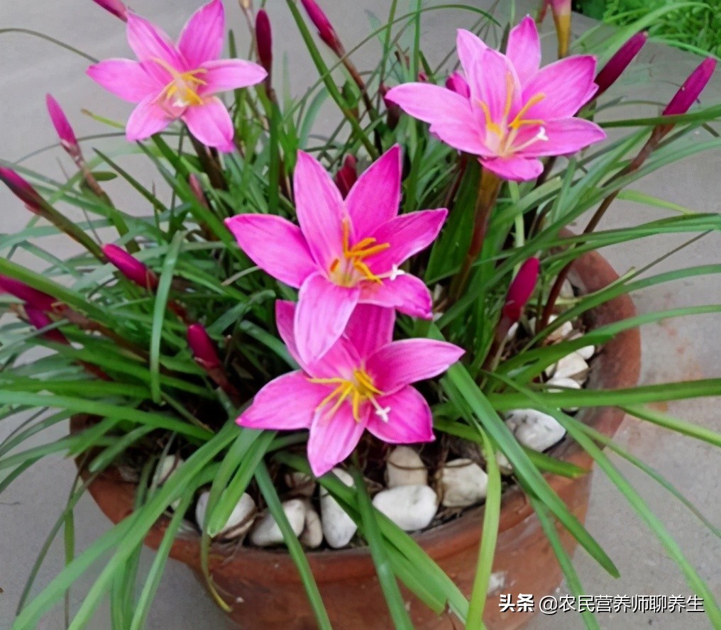 韭莲的作用有哪些(韭莲花的4大实用用途)
