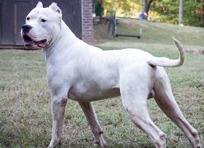养金毛和杜高犬的坏处分析：十大问题与五大风险