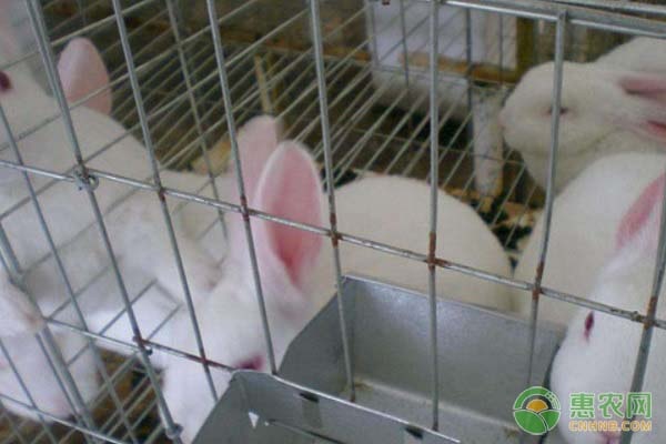 现在兔子收购价格多少钱一斤？养殖前景如何？