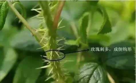 月季花和玫瑰花的区别（四个容易分别月季花玫瑰花的方法）