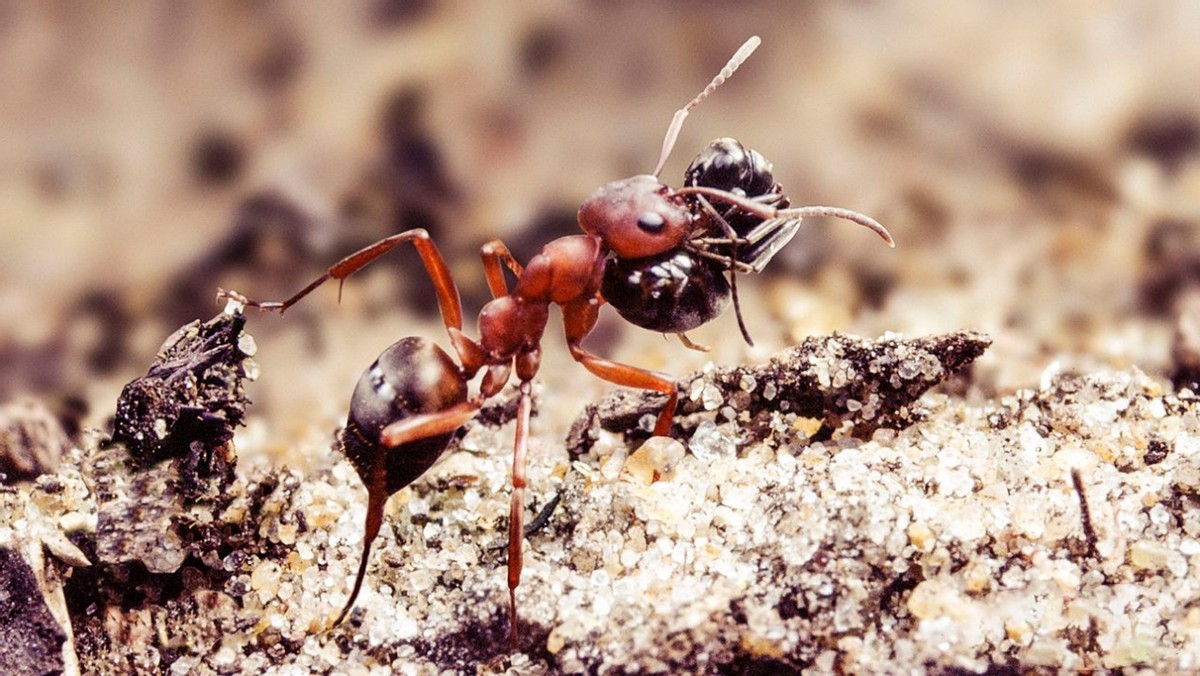 红火蚁入侵中国，或将造成1280亿元经济损失，物种入侵有多恐怖？