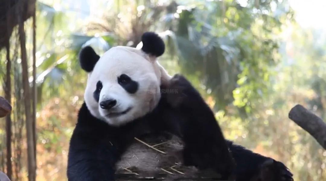 海底杀手？海豚杀人事件！这背后隐藏着什么？