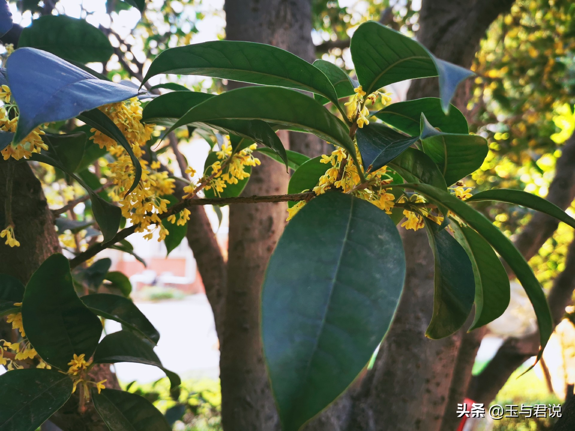 借一枝桂花抒怀，眷写流年：花开广寒今又是，一枝独秀香如旧