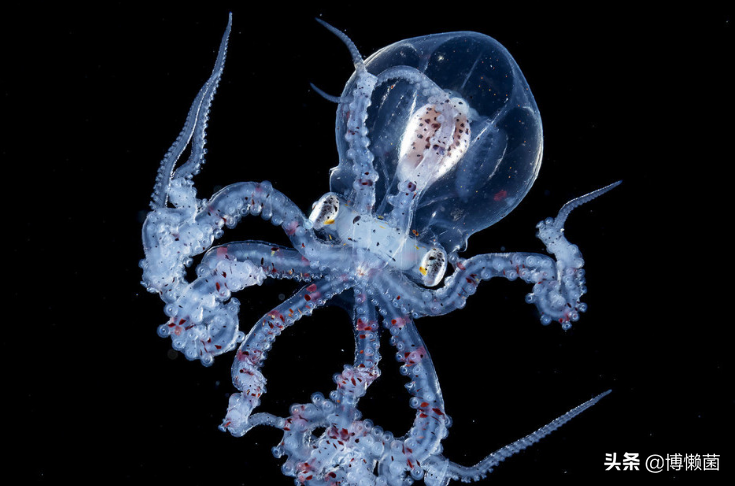 外星生物章鱼为何成为欧洲杯新晋网红(为什么科学家说章鱼是外星生物)