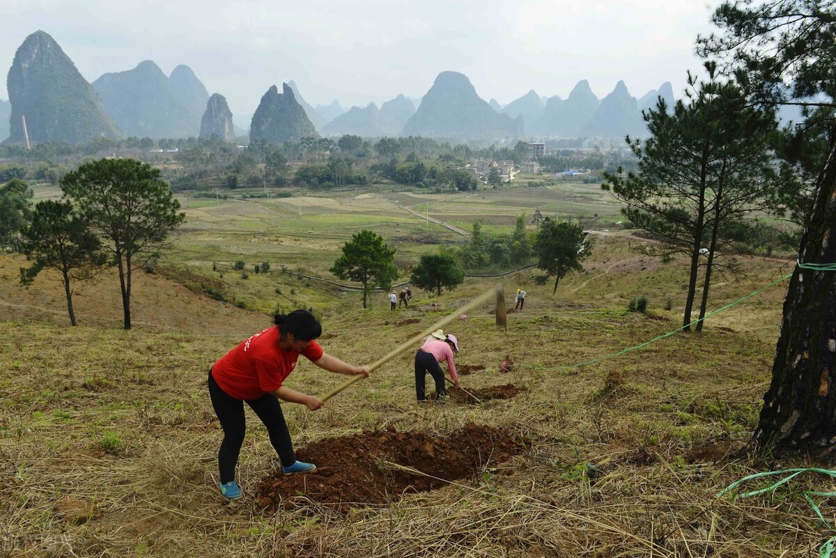 农村俗语"坟前种三树,子孙得佑护",啥意思?是哪三种树呢?
