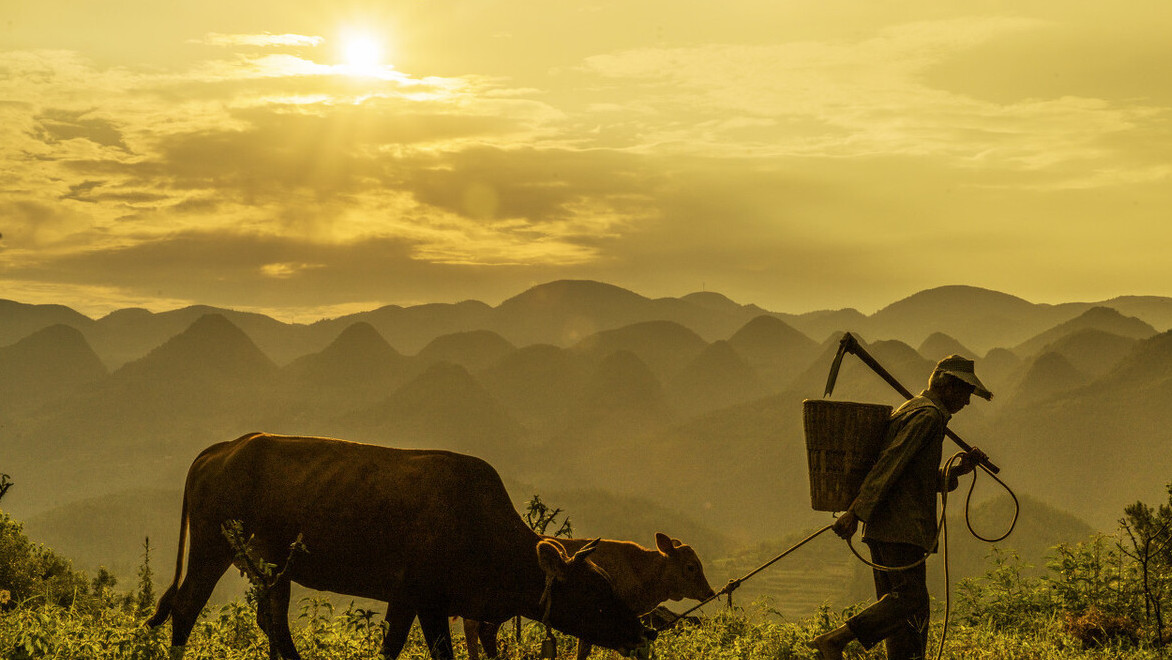 牛年，送你四首关于牛的古诗词，品时光安暖岁月静好